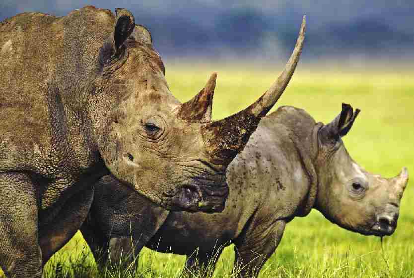 A White Rhinoceros and baby rhino