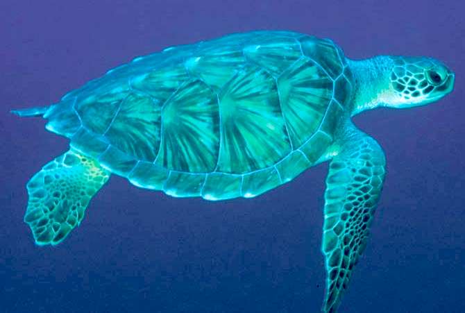 A green sea turtle seen from above