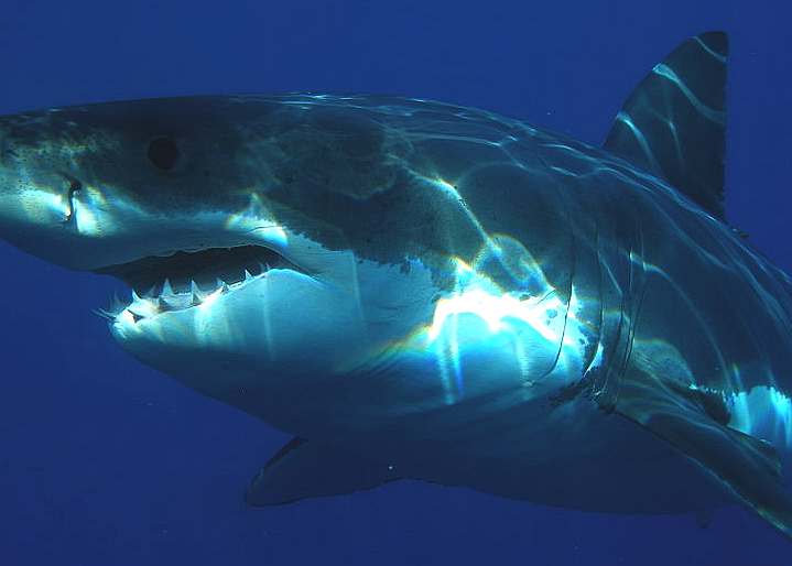 A Great White shark in clear water