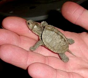 American map turtle hatchling