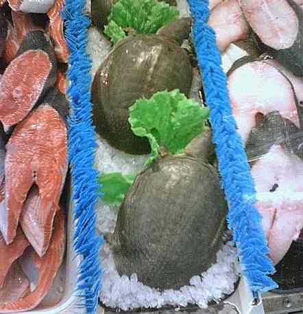 Turtles seafood in Asian supermarket British Columbia