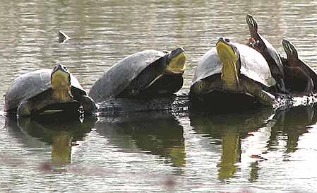 Turtles sun bathing Michigan, USA