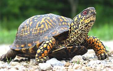 Male box turtle