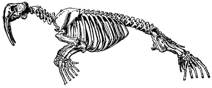 walrus pinniped skeleton