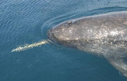 Narwhale head surfaced