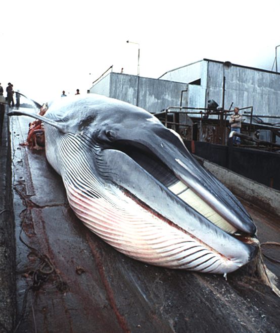 Whaling, minke whale due to be butchered