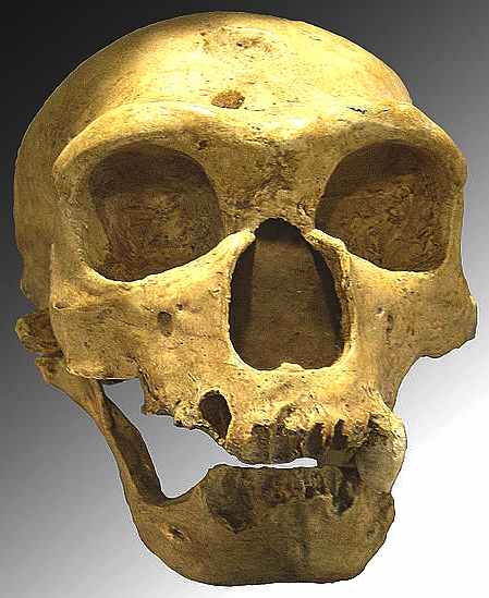 Homo Sapiens Neanderthalensis skull