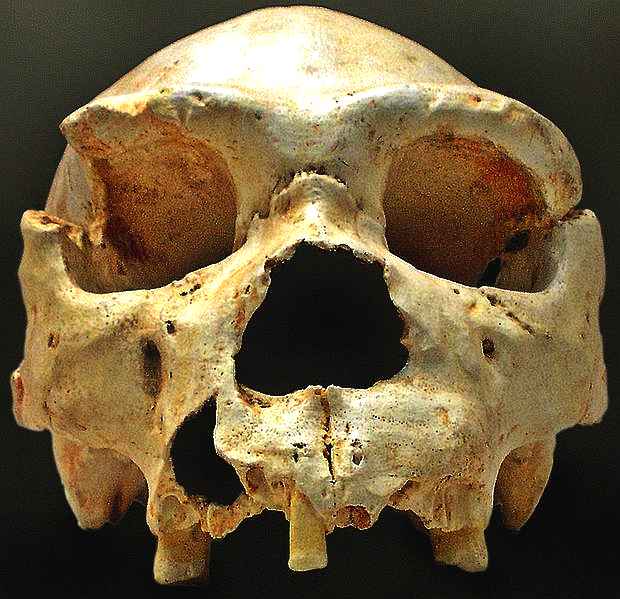Cranium of Homo Heidelbergensis