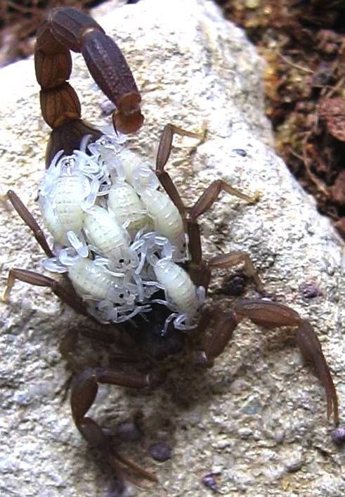 Female scorpion with her young