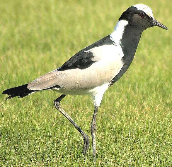 Pevensey Levels lapwings are no longer there due to magpies and raft spiders