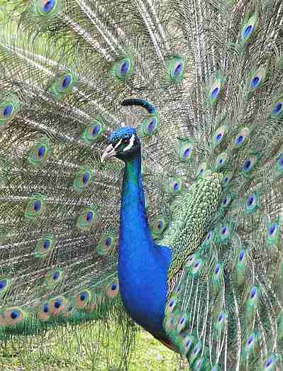 Peacock tailfeather display at Melbourne Zoo, Australia