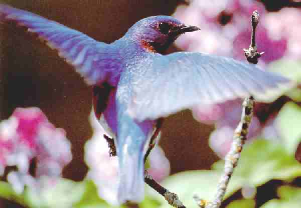 Eastern Bluebird perched on branches