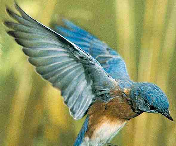 Western Bluebird landing