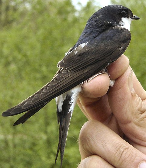 A tame house martin, delichon urbica