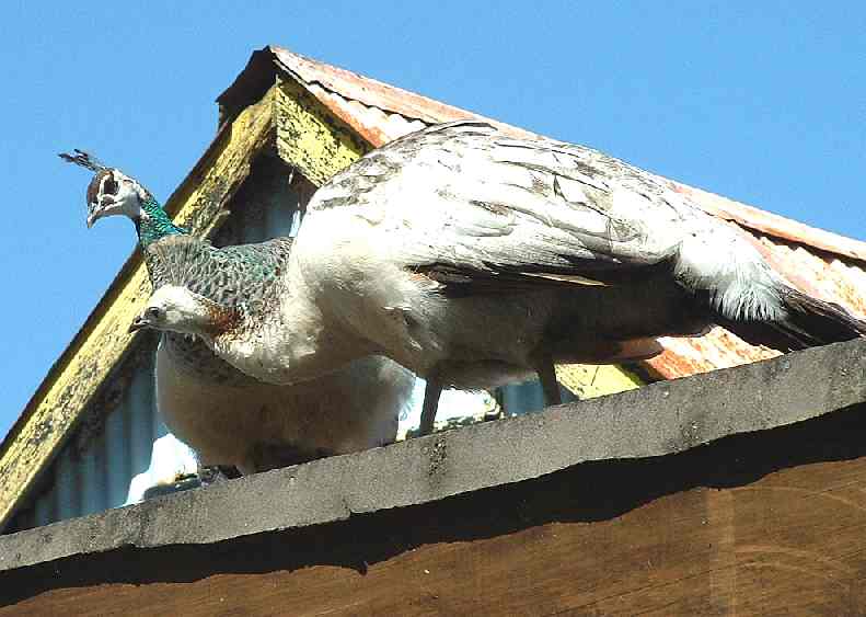 Peacocks living at The Old Steam House in Herstmonceux, Sussex