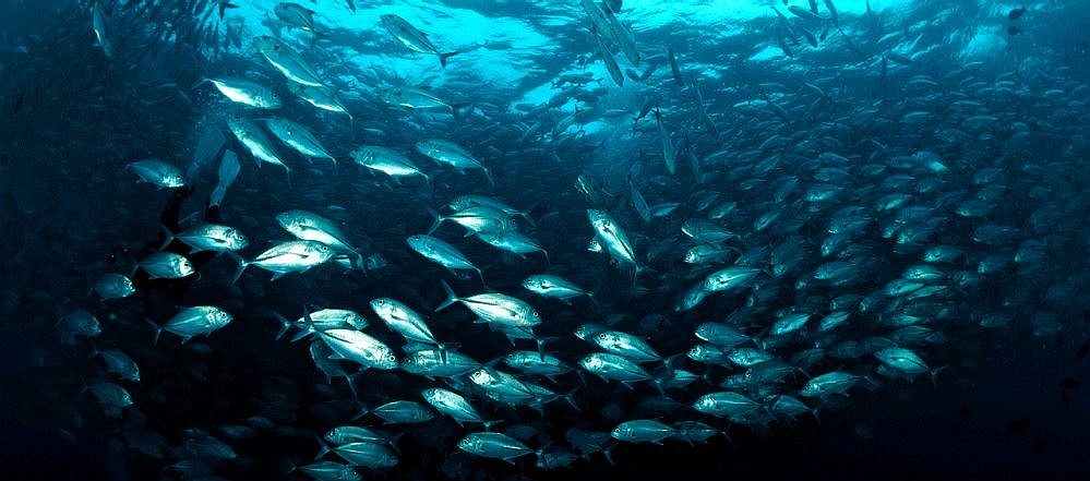 A school of fish swimming wild in the ocean