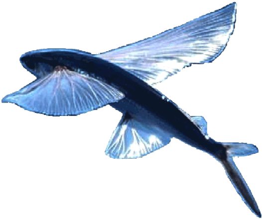 Flying blue fish trademark logo