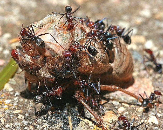 Meat eater ants devouring a cicada