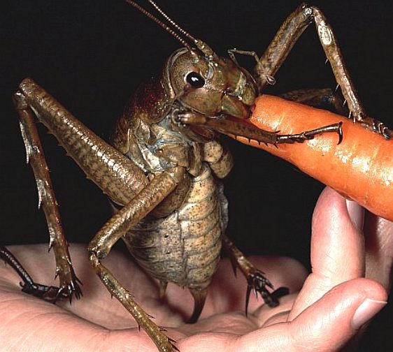 Giant cricket from New Zealand