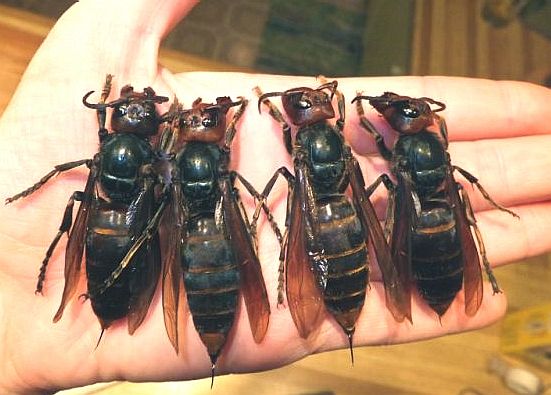 Giant Asian hornets seen against a human hand