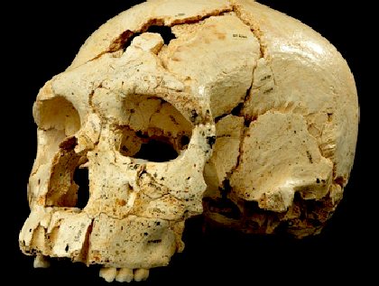 Extinct species neanderthal man
