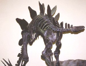 Stegosaurus skeleton, natural history museum, London