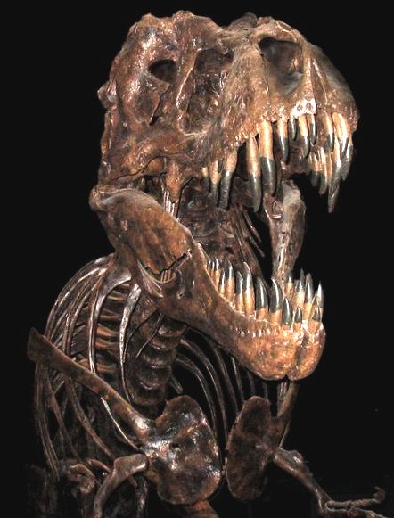 Tyranosaurus Rex, king of the dinosaurs, fossil skeleton