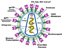 Diagram of HIV
