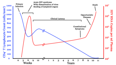 A generalized graph of the relationship between HIV copies (viral load) and CD4 counts over the average course of untreated HIV infection; any particular individual's disease course may vary considerably.  CD4+ T cell count (cells per L)  HIV RNA copies per mL of plasma 