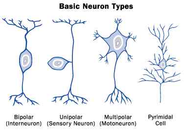 Basic neuron types in the human brain
