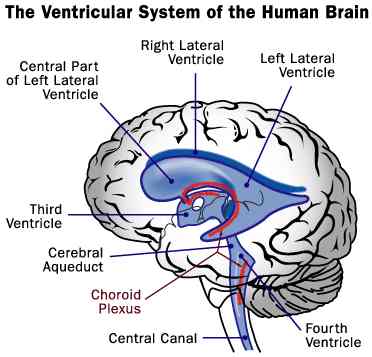Ventricular system of the Human Brain