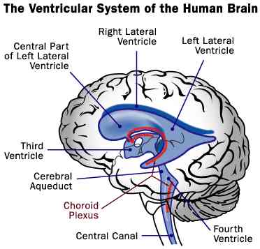 Ventricular system of the Human Brain