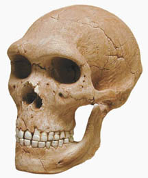 Neanderthal man, skull