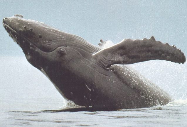 Humpback whale broaching in Hawaii conservation waters