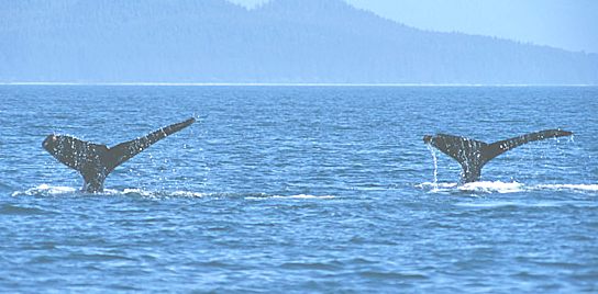 Humpback whales, twin tail flukes