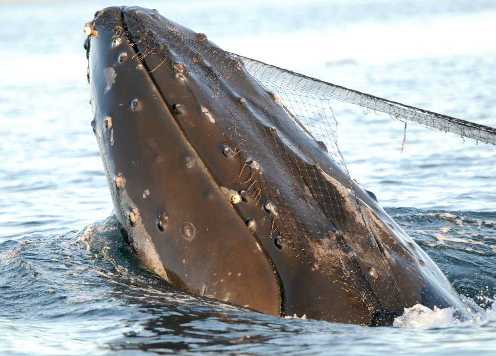 Humpback whale caught in fishing nets