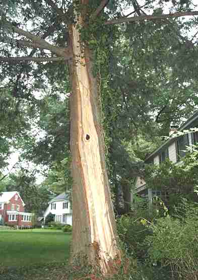 Lightning damage to tree in Maplewood, New Jersey USA