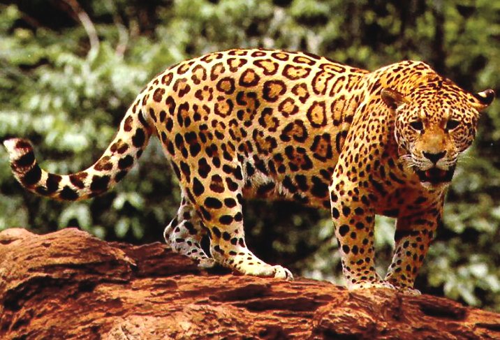 Mexico indigenous fauna, jaguar big cat
