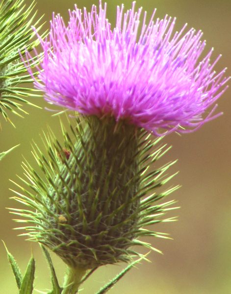 Scottish thistle