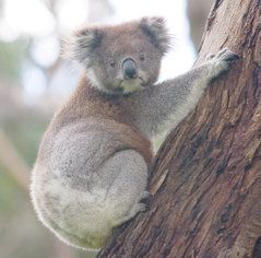 Koala bear