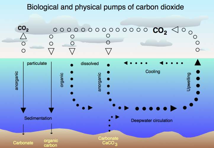 Carbon Dioxide biological CO2 cycle and physical pump