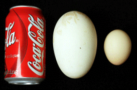 Coke Can, Albatross Egg, Chicken Egg
