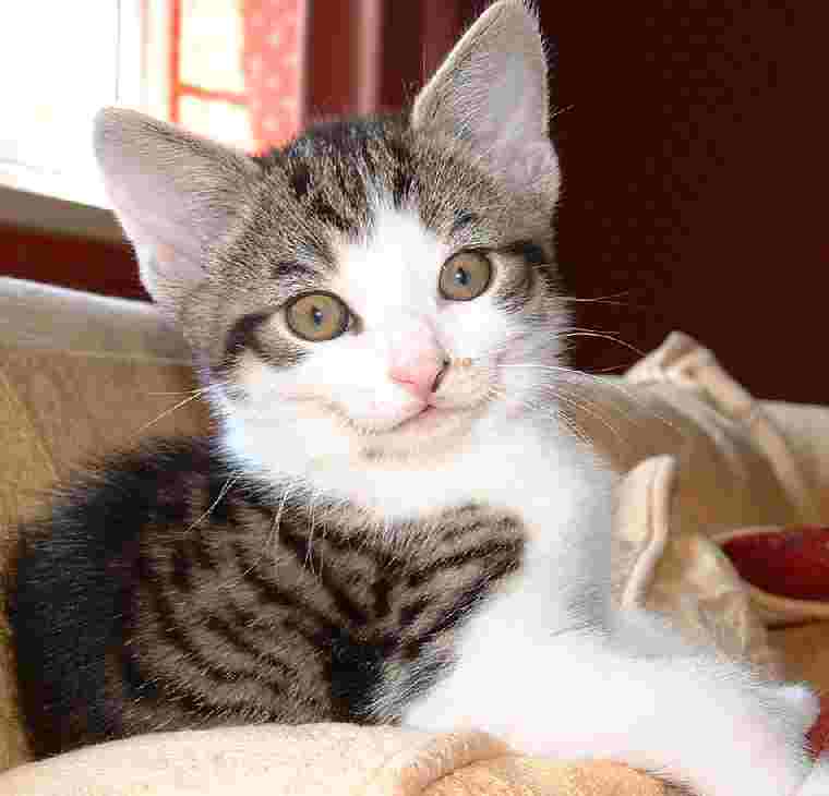 Domestic cat