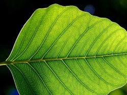 Leaf.  The primary site of photosynthesis in plants.