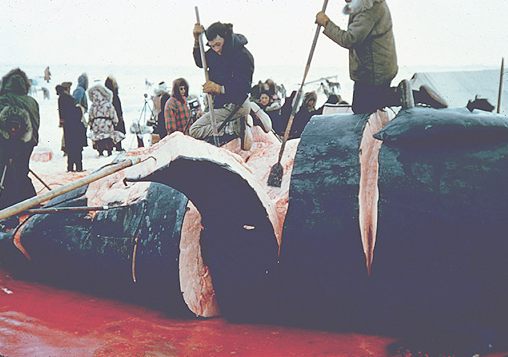 Butchering a whale for meat and blubber