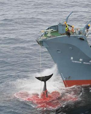 Whaling ship harpooned whale blood thirsty hunting