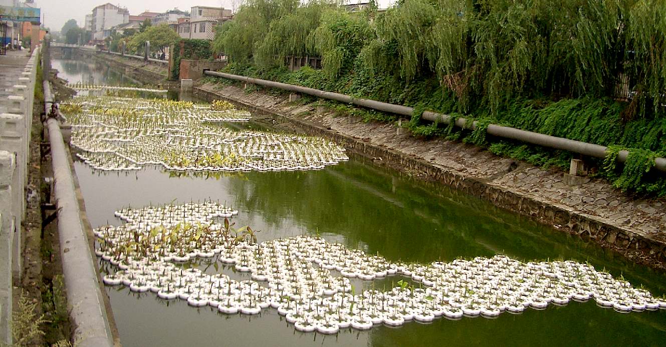 Chinese aquaculture