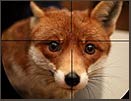 Meet the foxes