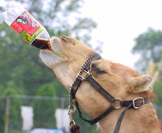 Camel drinks a Coke animals who love coca cola