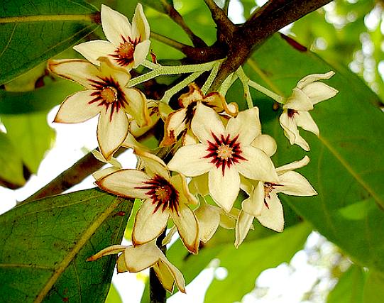 Kola nut (Cola Acuminate), also known as 'cola nut' or 'bitter cola', is  the seed of the brown-colored chestnut-like fruit…